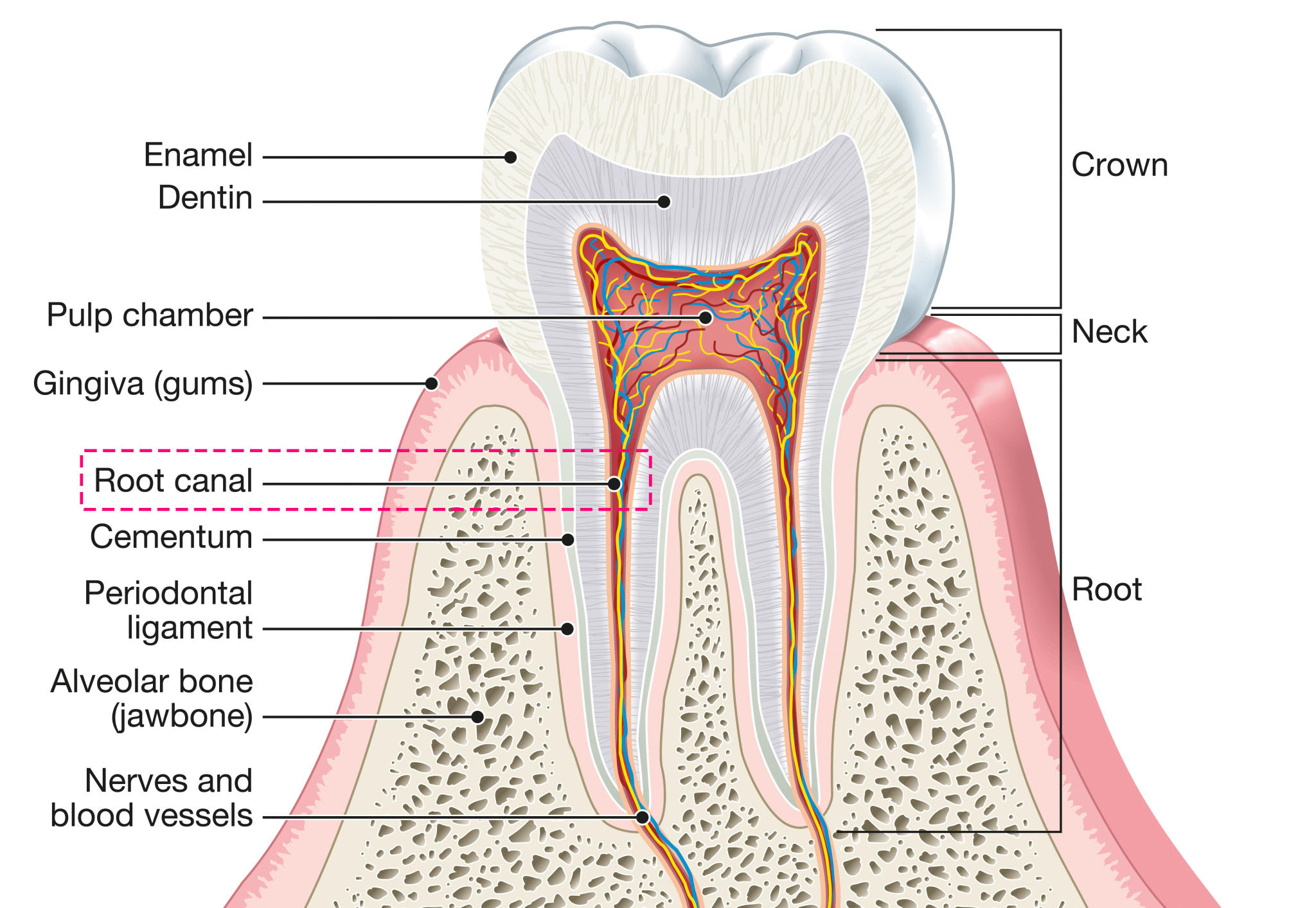 красивая анатомия зубов. Anatomy of tooth composite. зубы анатомия. Teeth anatomy. 13 зуб анатомия.